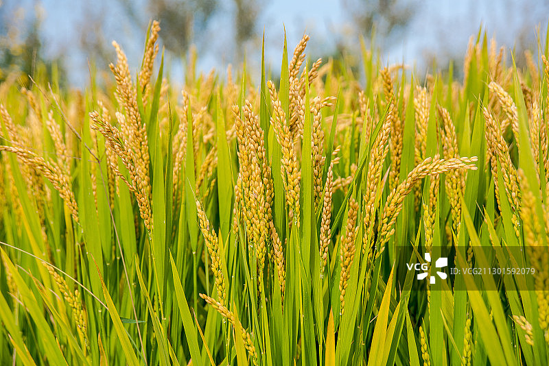 水稻图片素材