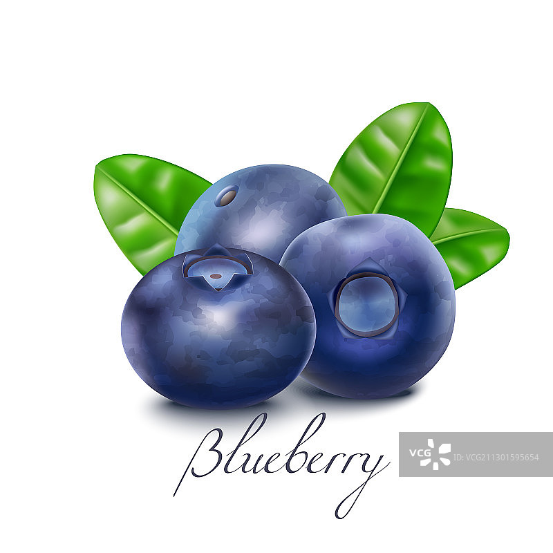 逼真的蓝莓果实和叶子图片素材