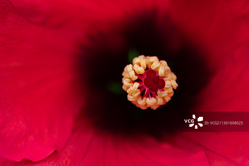 芙蓉葵图片素材