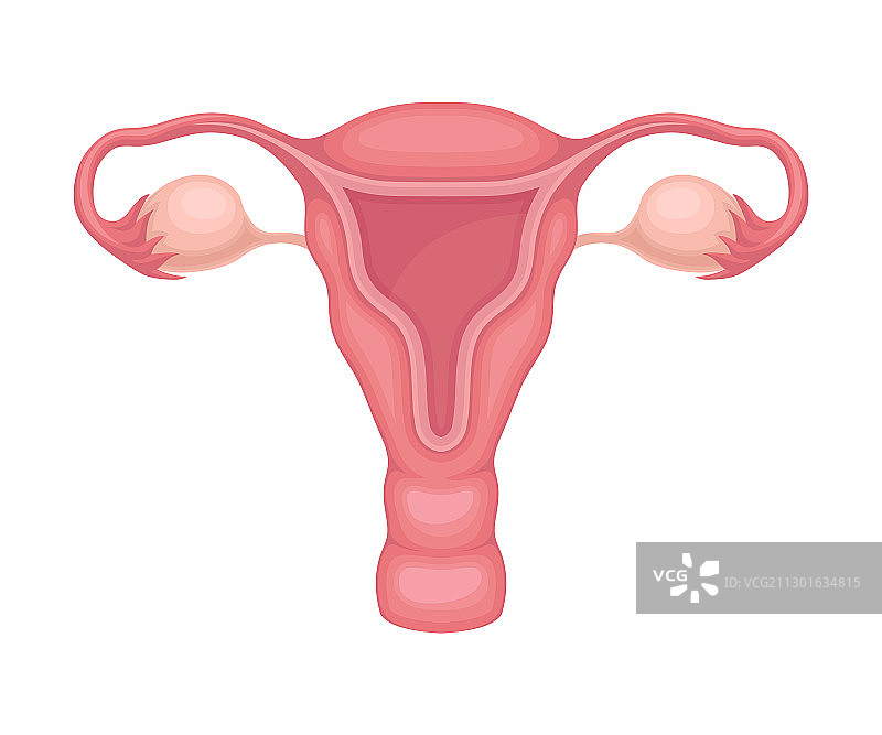 捐献器官：女性生殖系统图片素材