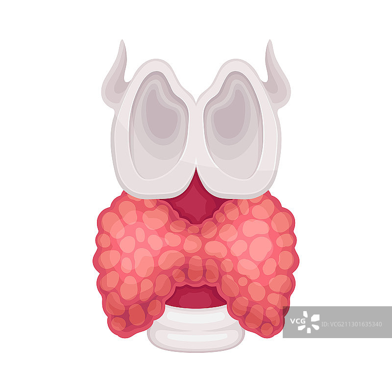 健康的甲状腺图片素材