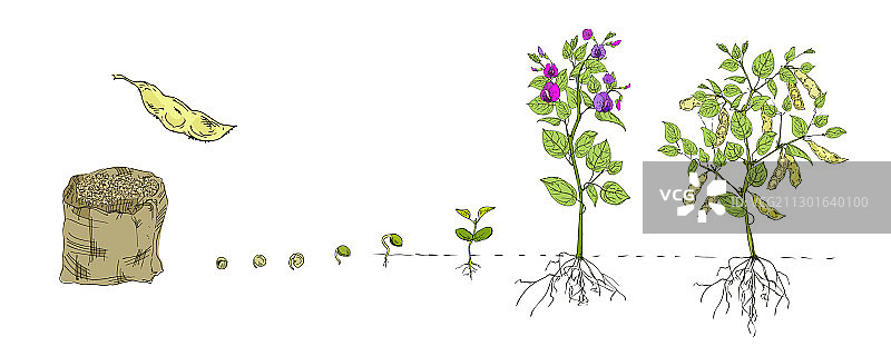 豆类作物生长阶段图片素材