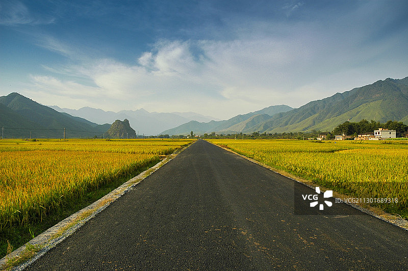 中国湖南永州，千家峒瑶寨一段穿过丰收稻田的道路图片素材