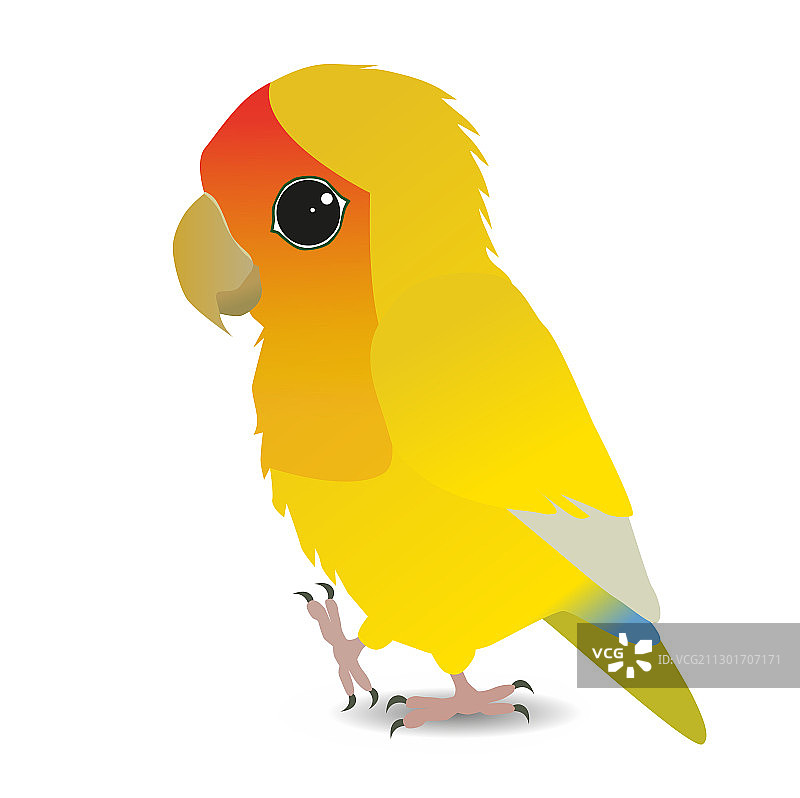 可爱的黄色桃脸情侣鹦鹉图片素材