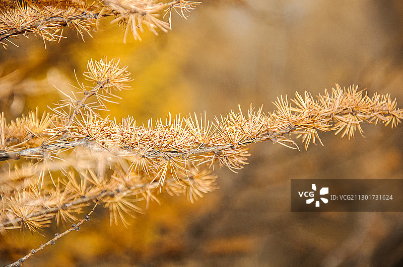 落叶松图片素材