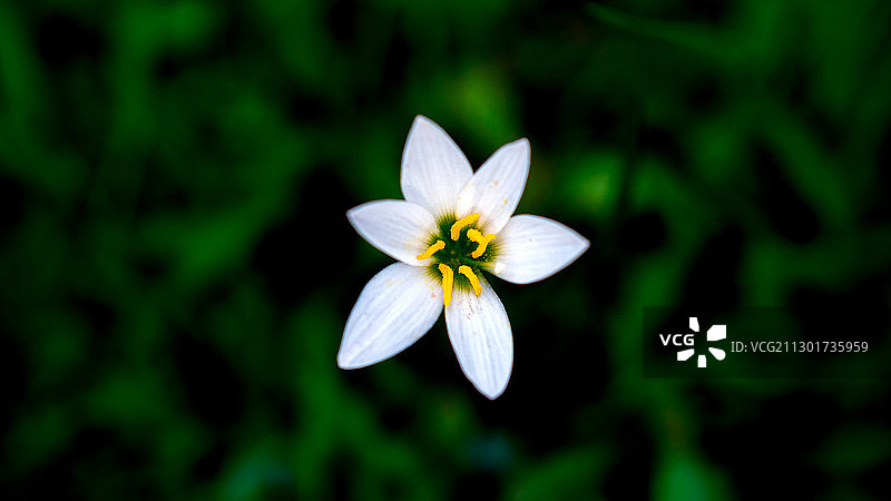 花卉特写：葱莲图片素材