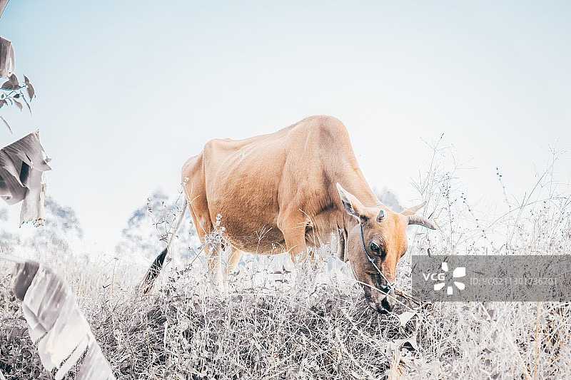 老黄牛图片素材