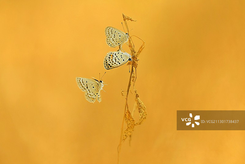 繁殖季节交配的蝴蝶图片素材