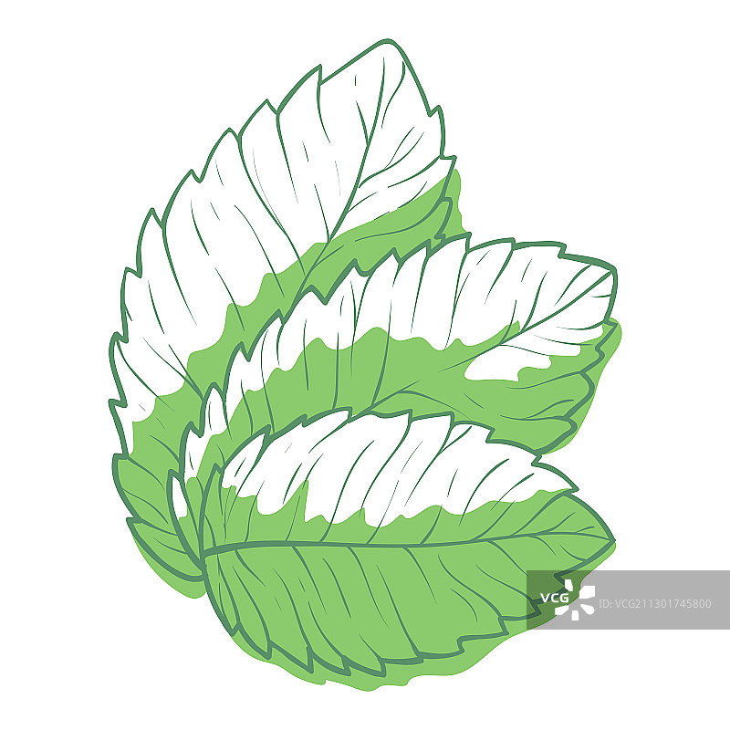 新鲜的绿色薄荷叶有机芳香图片素材