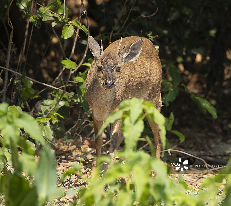 红色小鹿图片素材