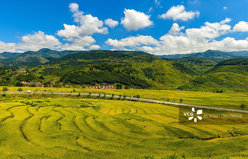 稻谷黄了图片素材