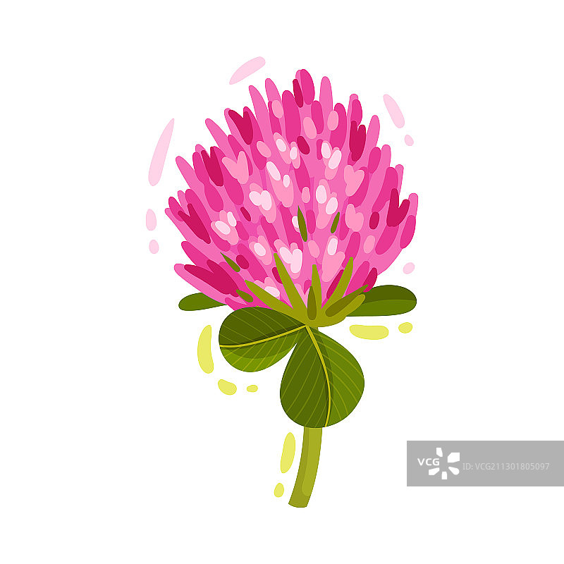 绿色背景上的紫色三叶草花头图片素材