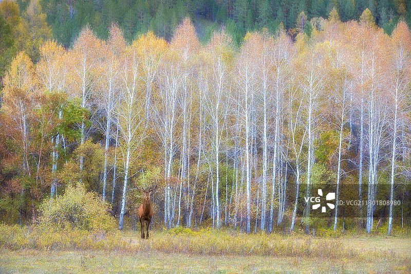 大兴安岭，油画般的秋天图片素材