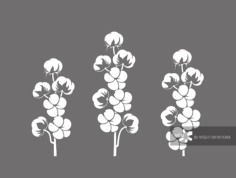 棉花植物图片素材