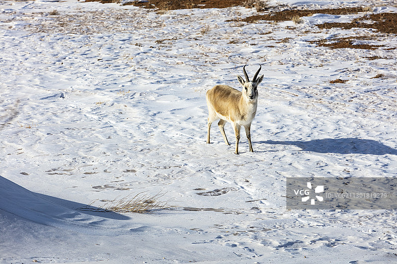 卡拉麦里自然保护区的黄羊（鹅喉羚）图片素材