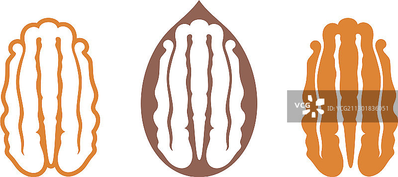 山核桃图片素材