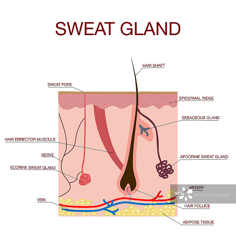 顶浆、小汗腺和皮脂腺图片素材
