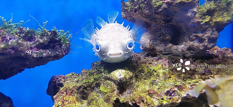 和小河豚的对视图片素材