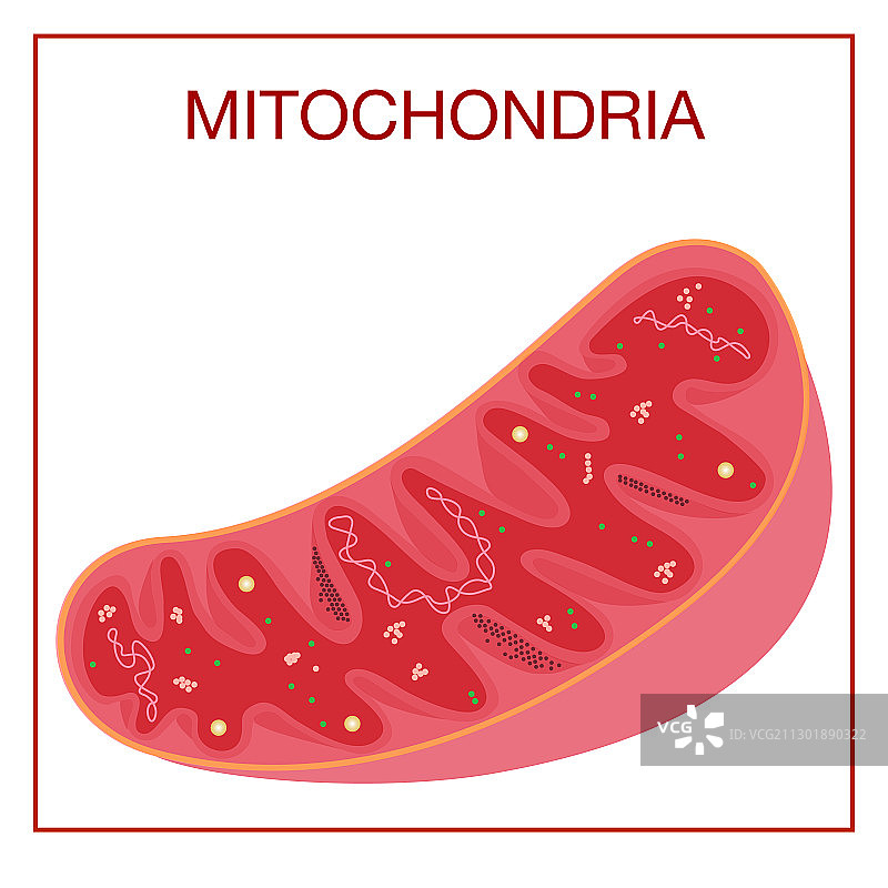 线粒体医学结构图图片素材