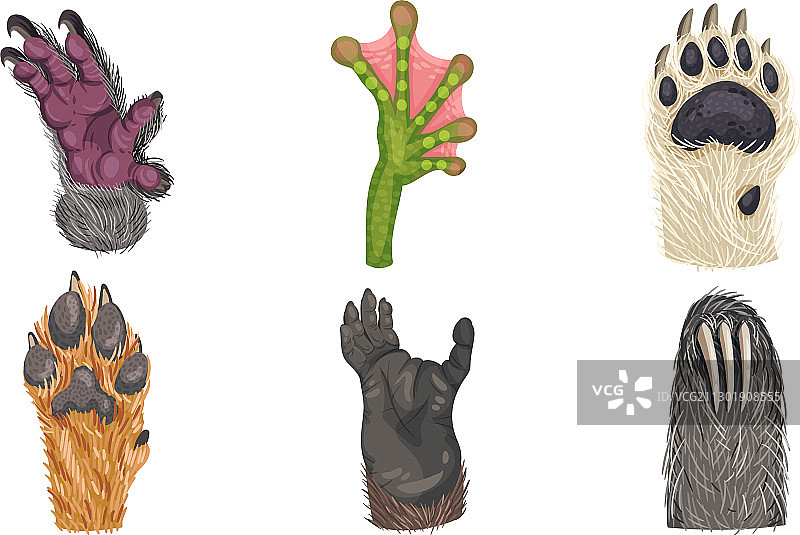 白色背景上带爪子和毛发的动物爪子图片素材