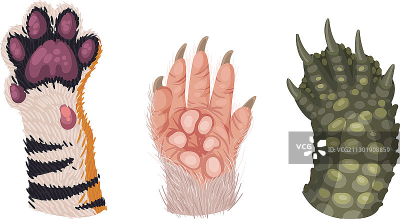 白色背景上带爪子和毛发的动物爪子图片素材