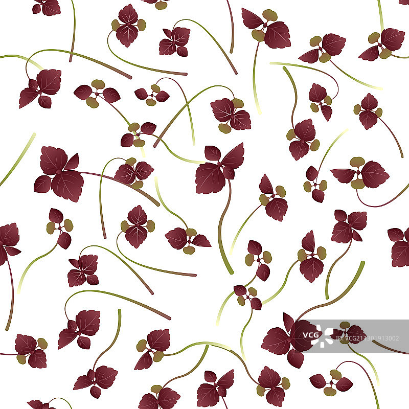 紫苏幼苗图片素材