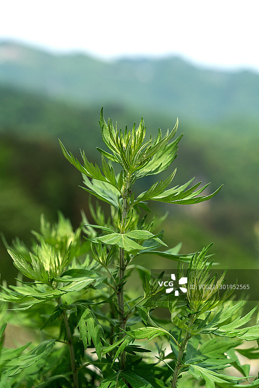 艾蒿图片素材