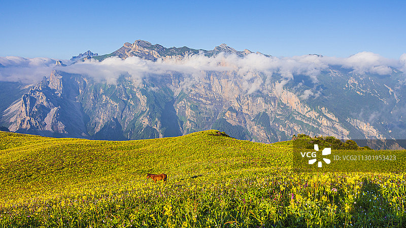 清晨，花海图片素材