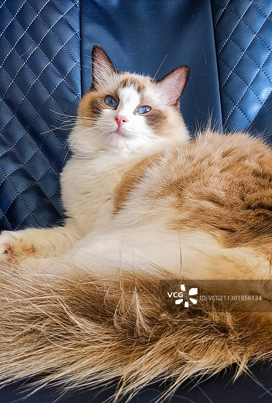 躺在按摩椅的公主图片素材