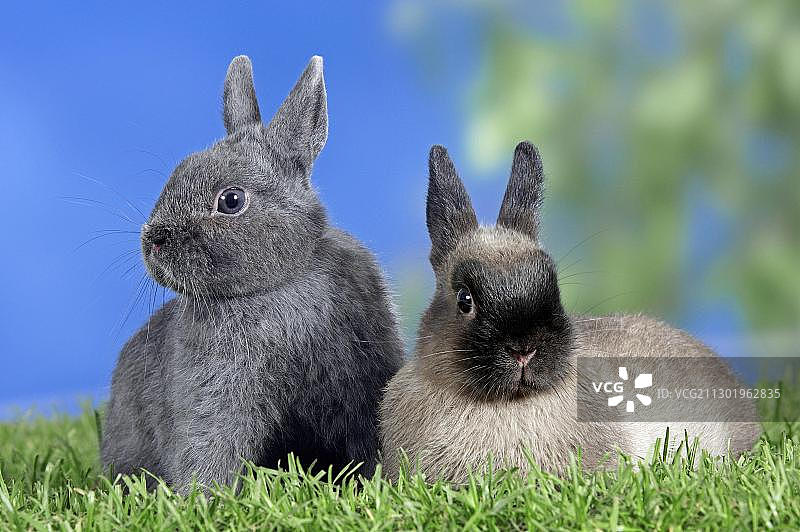 两只侏儒兔图片素材