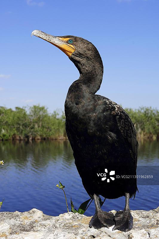 双冠鸬鹚，美国佛罗里达州大沼泽地国家公园图片素材
