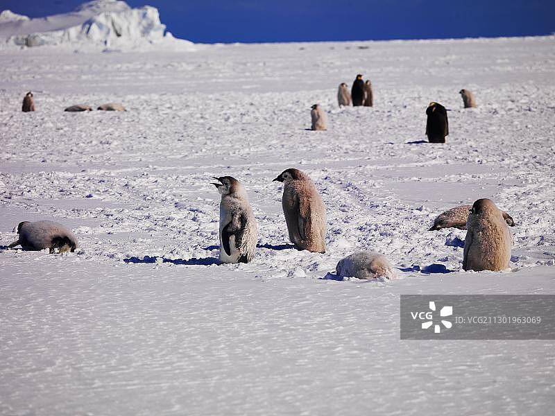 南极罗斯海华盛顿角帝企鹅群图片素材