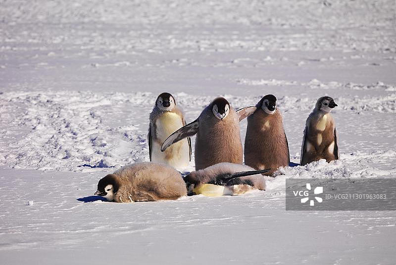 南极华盛顿角附近的帝企鹅图片素材