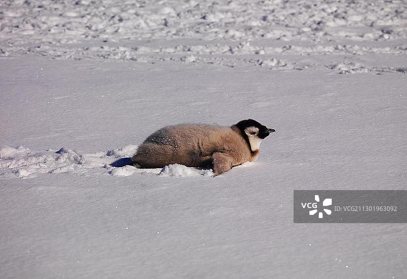 帝企鹅在华盛顿角，南极洲图片素材