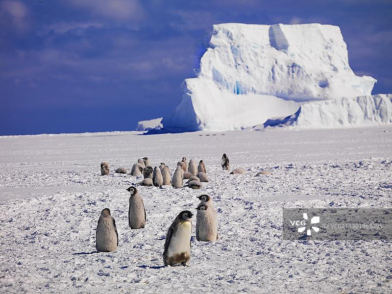 南极华盛顿角，背靠冰山的帝企鹅（Aptenodytes forsteri）图片素材