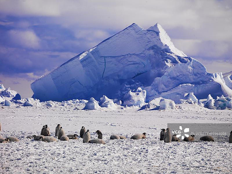 帝企鹅，南极洲华盛顿角图片素材