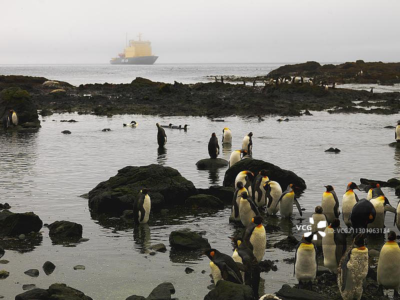 南极洲，大洋洲，麦夸里岛，与破冰船赫列布尼科夫船长同行的一群王企鹅图片素材