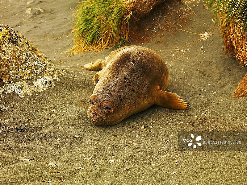 南象海豹（Mirounga leonina），雌性，澳大利亚南极洲麦夸里岛图片素材
