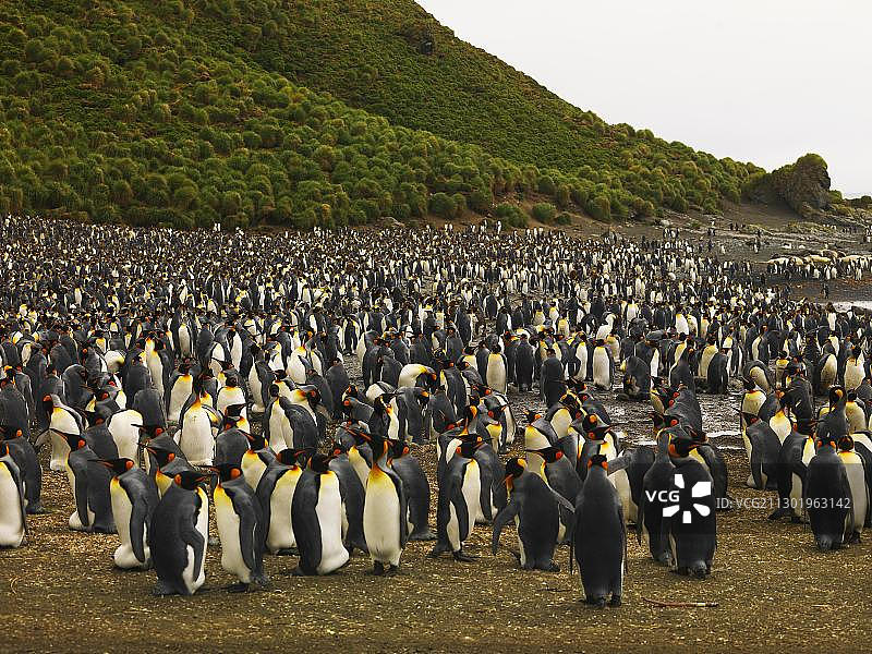 澳大利亚南极地区麦夸里岛的王企鹅群图片素材
