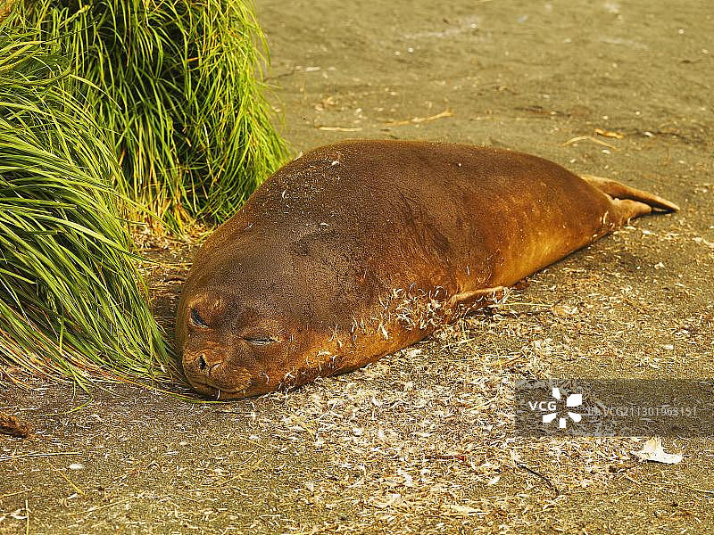 南象海豹（Mirounga leonina），雌性，澳大利亚南极洲麦夸里岛图片素材