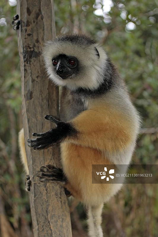冕狐猴，成年个体，马达加斯加，非洲图片素材