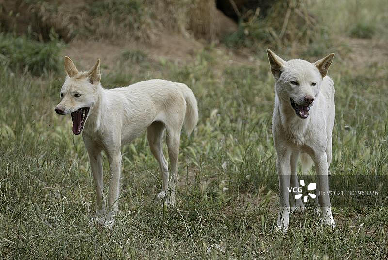 澳洲野犬幼崽，澳大利亚，大洋洲图片素材