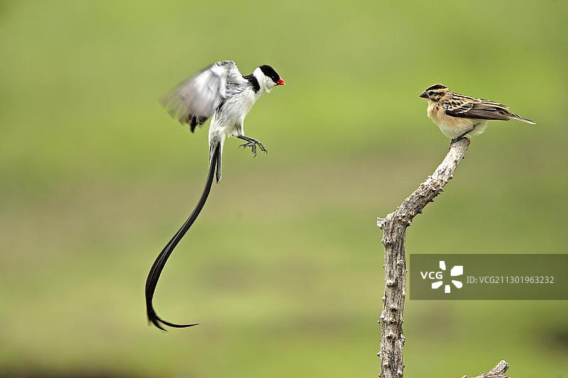 非洲南非萨比沙禁猎区，一对成年针尾维达雀，雄性求偶展示图片素材