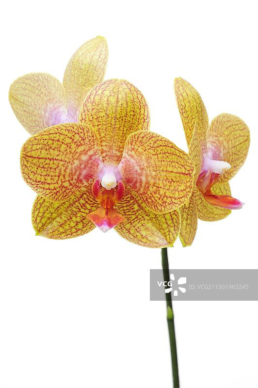 兰花 蝴蝶兰杂交种图片素材