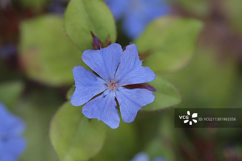 蓝雪花图片素材
