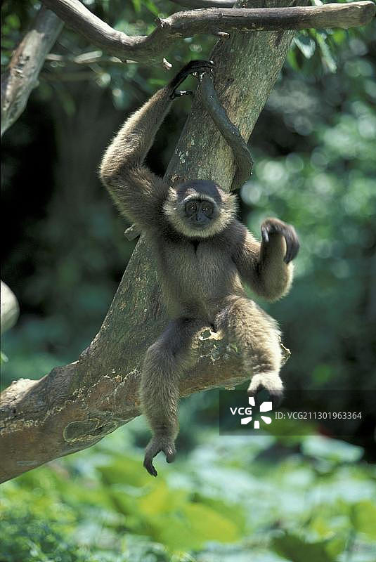 穆氏灰长臂猿图片素材