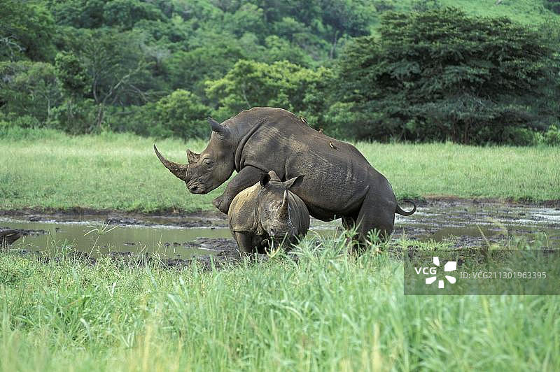 白犀牛或方唇犀（Ceratotherium simum）图片素材