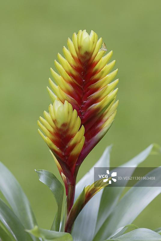 鹦鹉赫蕉（Vriesea psittacina）图片素材