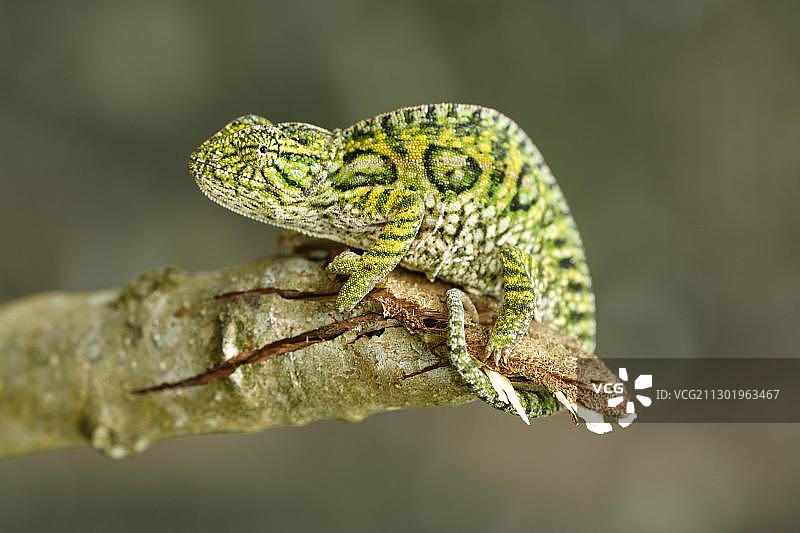 马达加斯加地毯变色龙图片素材