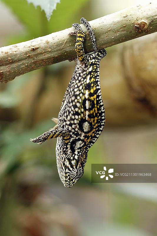 马达加斯加地毯变色龙图片素材